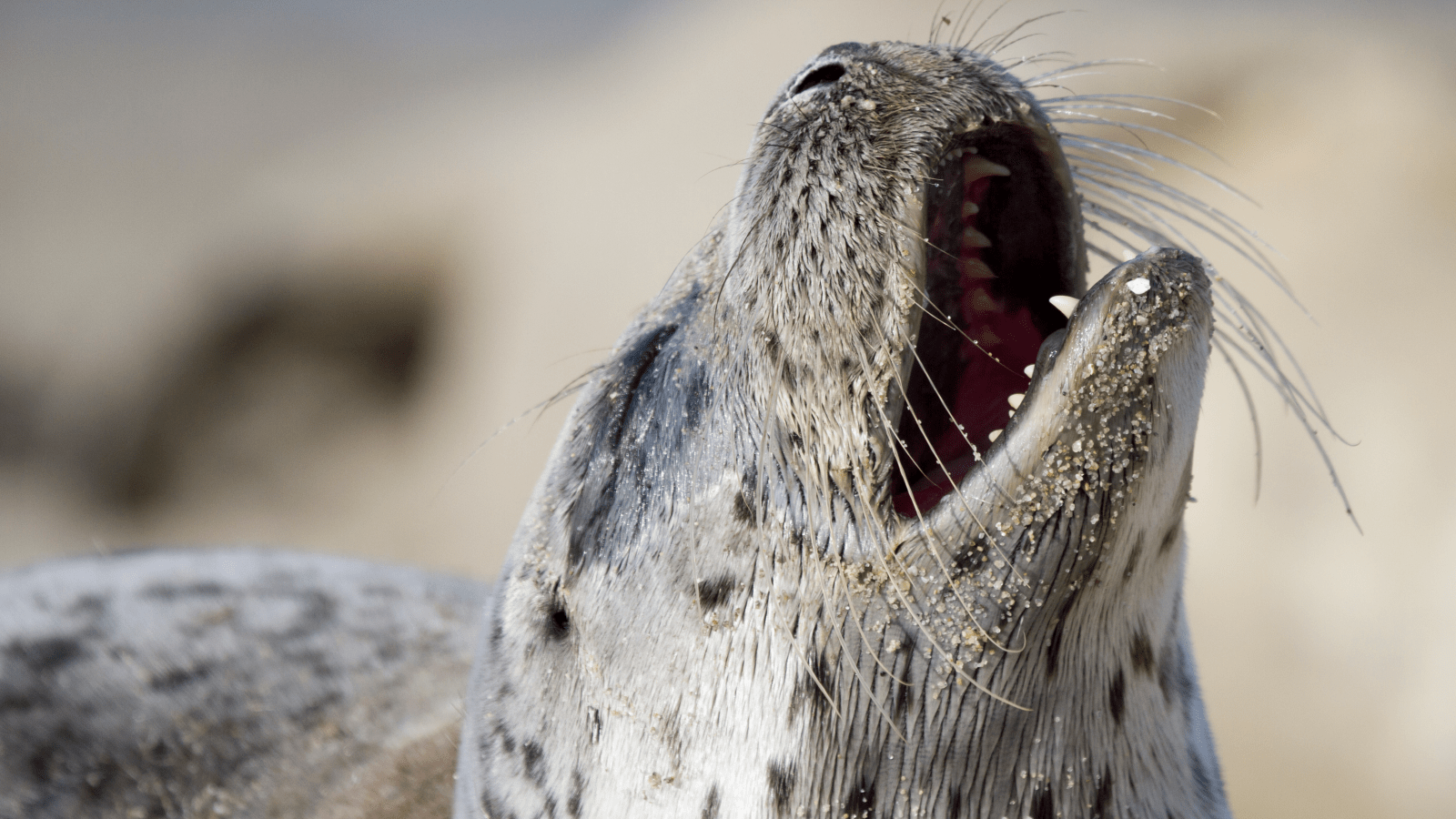 Harbor Seal face from TAL