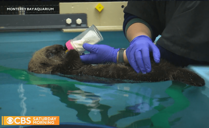 Fuzzy Climate Warriors, Sea Otters