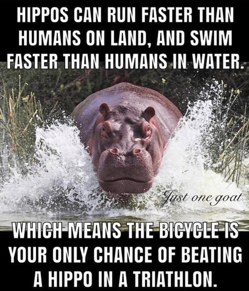 Hippos run and swim fast